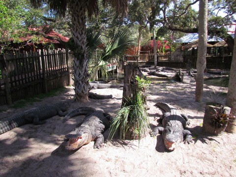 Gators, Gunpowder and Ghosts of St. Augustine, Florida