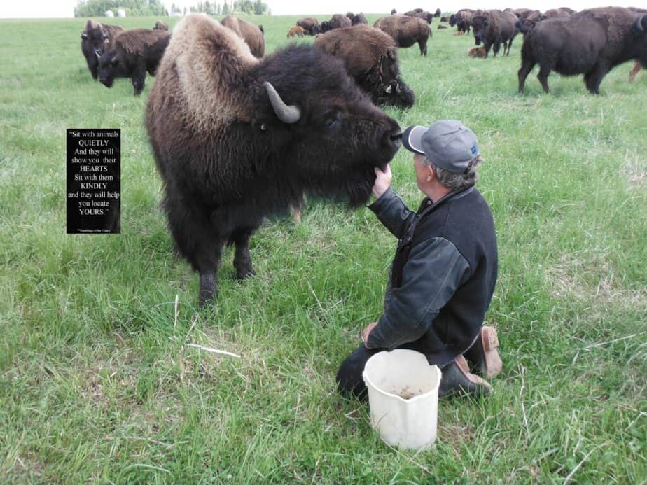 A rancher kneels in front of a huge bison, scratching its neck