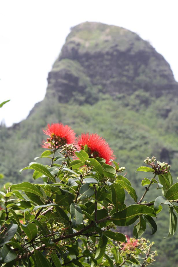 A fluffy red flower in front of a mountainside