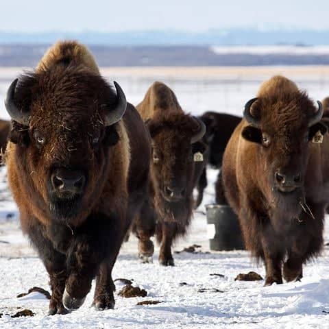 A heard of buffalo cross a snowy plain